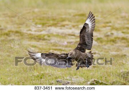 Great skua (Stercorarius skua) landing in a field View Large Photo Image Stock Image - Great skua (Stercorarius skua) landing in a field. Fotosearch