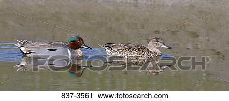 Stock Image - Green-Winged teal (Anas crecca) pair swimming in a pond. Fotosearch