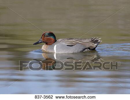 Green-Winged teal (Anas crecca) swimming in a pond View Large Photo Image Stock Image - Green-Winged teal (Anas crecca) swimming in a pond. Fotosearch
