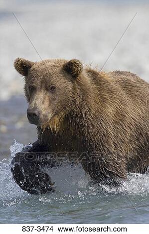 Grizzly bear (Ursus arctos horribilis) wading in a river View Large Photo Image Picture - Grizzly bear (Ursus arctos horribilis) wading in a river. Fotosearch