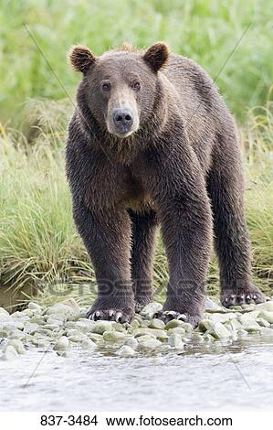 Grizzly bear (Ursus arctos horribilis) standing at the riverside View Large Photo Image Picture - Grizzly bear (Ursus arctos horribilis) standing at the riverside. Fotosearch