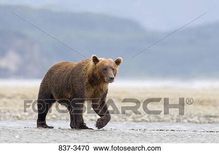 Grizzly bear (Ursus arctos horribilis) walking at the riverside View Large Photo Image Stock Image - Grizzly bear (Ursus arctos horribilis) walking at the riverside. Fotosearch