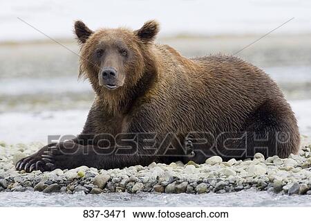 Grizzly bear (Ursus arctos horribilis) resting at the riverside View Large Photo Image Stock Image - Grizzly bear (Ursus arctos horribilis) resting at the riverside. Fotosearch