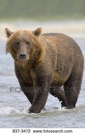 Grizzly bear (Ursus arctos horribilis) wading in a river View Large Photo Image Stock Image - Grizzly bear (Ursus arctos horribilis) wading in a river. Fotosearch