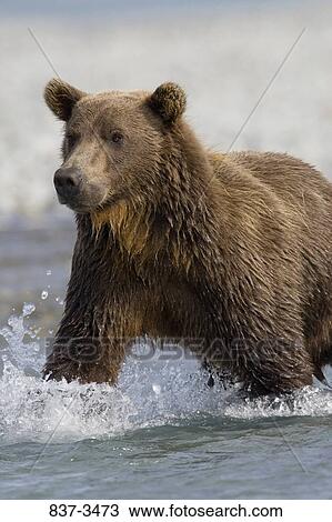 Grizzly bear (Ursus arctos horribilis) wading in a river View Large Photo Image Stock Image - Grizzly bear (Ursus arctos horribilis) wading in a river. Fotosearch