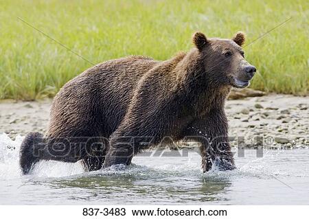 Grizzly bear (Ursus arctos horribilis) running in a river View Large Photo Image Stock Image - Grizzly bear (Ursus arctos horribilis) running in a river. Fotosearch