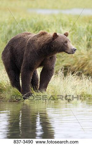 Grizzly bear (Ursus arctos horribilis) standing at the riverside View Large Photo Image Stock Image - Grizzly bear (Ursus arctos horribilis) standing at the riverside. Fotosearch