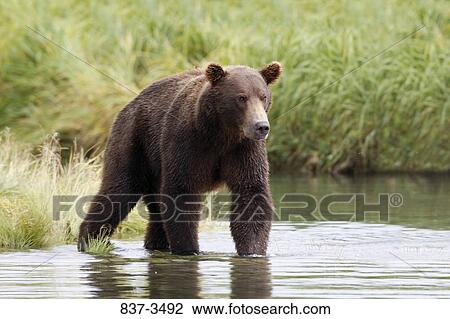 Grizzly bear (Ursus arctos horribilis) standing in a river View Large Photo Image Stock Image - Grizzly bear (Ursus arctos horribilis) standing in a river. Fotosearch