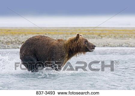 Stock Image - Grizzly bear (Ursus arctos horribilis) running in a river. Fotosearch