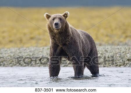 Stock Image - Grizzly bear (Ursus arctos horribilis) standing in a river. Fotosearch