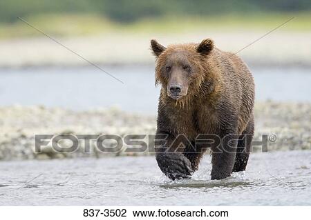 Grizzly bear (Ursus arctos horribilis) wading in a river View Large Photo Image Stock Image - Grizzly bear (Ursus arctos horribilis) wading in a river. Fotosearch