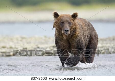Grizzly bear (Ursus arctos horribilis) wading in a river View Large Photo Image Stock Image - Grizzly bear (Ursus arctos horribilis) wading in a river. Fotosearch