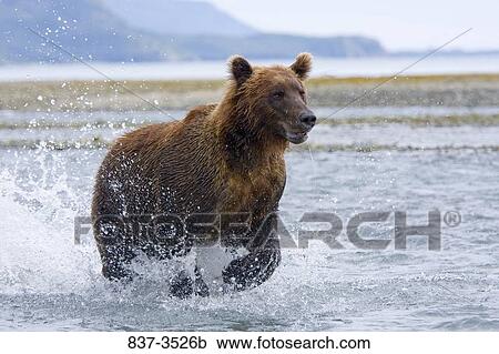 Grizzly bear (Ursus arctos horribilis) running in a river View Large Photo Image Stock Image - Grizzly bear (Ursus arctos horribilis) running in a river. Fotosearch