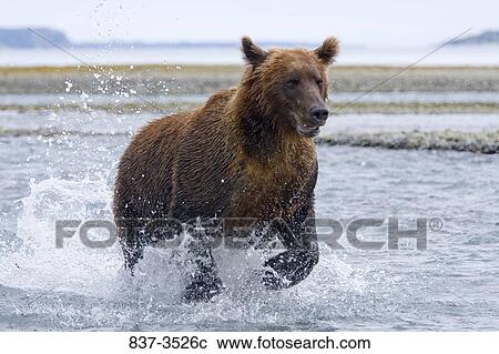Grizzly bear (Ursus arctos horribilis) running in a river View Large Photo Image Stock Image - Grizzly bear (Ursus arctos horribilis) running in a river. Fotosearch