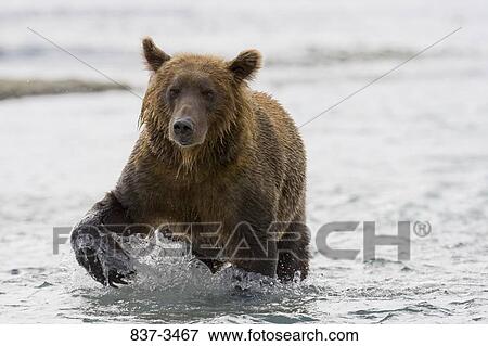 Stock Photo - Grizzly bear (Ursus arctos horribilis) wading in a river. Fotosearch