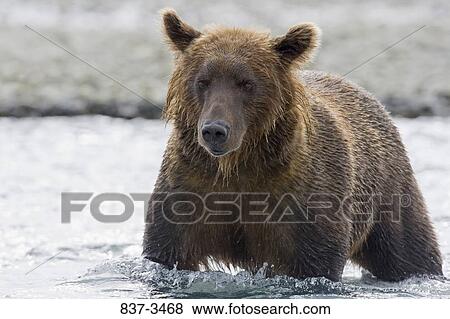 Grizzly bear (Ursus arctos horribilis) standing in water View Large Photo Image Stock Photo - Grizzly bear (Ursus arctos horribilis) standing in water. Fotosearch