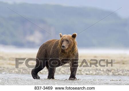 Stock Photo - Grizzly bear (Ursus arctos horribilis) foraging in a river. Fotosearch