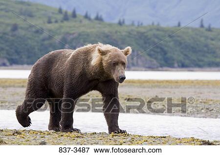 Grizzly bear (Ursus arctos horribilis) walking at the riverside View Large Photo Image Stock Photo - Grizzly bear (Ursus arctos horribilis) walking at the riverside. Fotosearch