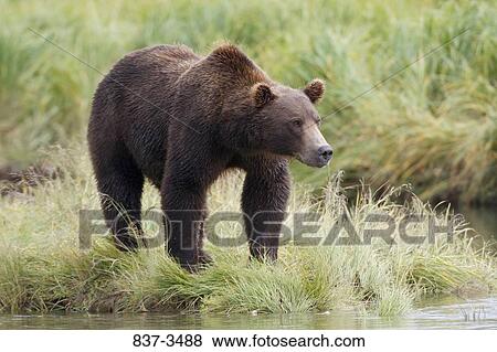 Grizzly bear (Ursus arctos horribilis) standing at the riverside View Large Photo Image Stock Photo - Grizzly bear (Ursus arctos horribilis) standing at the riverside. Fotosearch