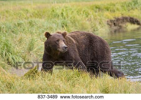 Grizzly bear (Ursus arctos horribilis) standing at the riverside View Large Photo Image Stock Photo - Grizzly bear (Ursus arctos horribilis) standing at the riverside. Fotosearch