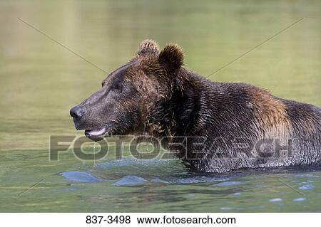 Grizzly bear (Ursus arctos horribilis) in a river View Large Photo Image Stock Photo - Grizzly bear (Ursus arctos horribilis) in a river. Fotosearch