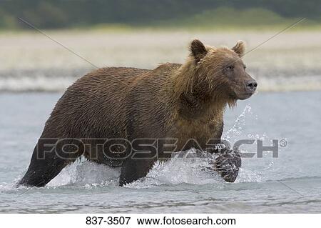 Grizzly bear (Ursus arctos horribilis) running in a river View Large Photo Image Stock Photo - Grizzly bear (Ursus arctos horribilis) running in a river. Fotosearch