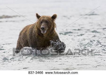 Grizzly bear (Ursus arctos horribilis) wading in a river View Large Photo Image Stock Photograph - Grizzly bear (Ursus arctos horribilis) wading in a river. Fotosearch