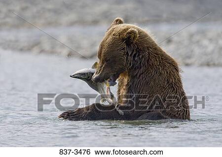Grizzly bear (Ursus arctos horribilis) eating a fish View Large Photo Image Stock Photograph - Grizzly bear (Ursus arctos horribilis) eating a fish. Fotosearch