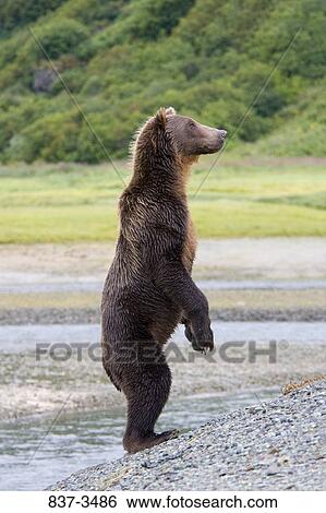 Grizzly bear (Ursus arctos horribilis) standing on hind legs at the riverside View Large Photo Image Stock Photograph - Grizzly bear (Ursus arctos horribilis) standing on hind legs at the riverside. Fotosearch