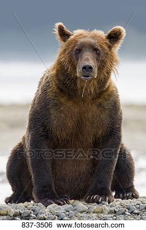 Grizzly bear (Ursus arctos horribilis) sitting on stones View Large Photo Image Stock Photograph - Grizzly bear (Ursus arctos horribilis) sitting on stones. Fotosearch