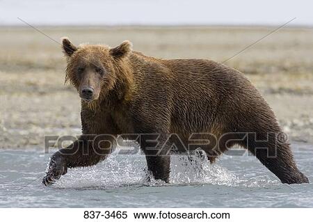 Stock Photography - Grizzly bear (Ursus arctos horribilis) wading in a river. Fotosearch