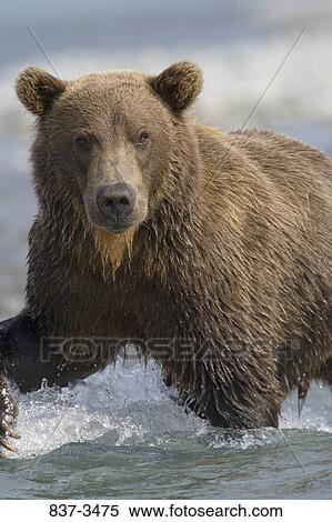 Grizzly bear (Ursus arctos horribilis) wading in a river View Large Photo Image Stock Photography - Grizzly bear (Ursus arctos horribilis) wading in a river. Fotosearch