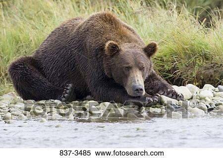 Grizzly bear (Ursus arctos horribilis) at the riverside View Large Photo Image Stock Photography - Grizzly bear (Ursus arctos horribilis) at the riverside. Fotosearch