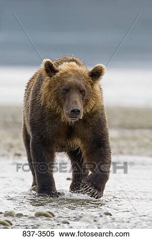 Grizzly bear (Ursus arctos horribilis) wading in a river View Large Photo Image Stock Photography - Grizzly bear (Ursus arctos horribilis) wading in a river. Fotosearch