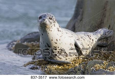 Harbor seal (Phoca vitulina) on a rock View Large Photo Image Stock Photo - Harbor seal (Phoca vitulina) on a rock. Fotosearch
