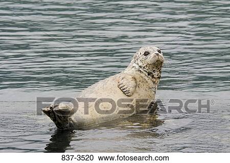 Harbor seal (Phoca vitulina) on the beach View Large Photo Image Stock Image - Harbor seal (Phoca vitulina) on the beach. Fotosearch