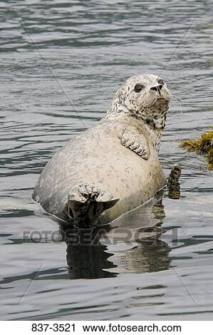 Harbor seal (Phoca vitulina) on the beach View Large Photo Image Stock Image - Harbor seal (Phoca vitulina) on the beach. Fotosearch
