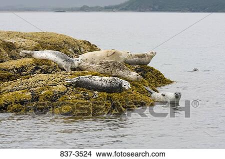 Harbor seals (Phoca vitulina) resting on a rock View Large Photo Image Picture - Harbor seals (Phoca vitulina) resting on a rock. Fotosearch