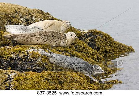 Harbor seals (Phoca vitulina) resting on a rock View Large Photo Image Stock Photography - Harbor seals (Phoca vitulina) resting on a rock. Fotosearch