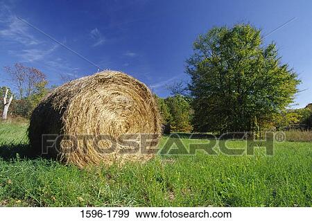 Hay bale in a field, Land Between The Lakes National Recreation Area, Kentucky, USA View Large Photo Image Stock Photo - Hay bale in a field, Land Between The Lakes National Recreation Area, Kentucky, USA. Fotosearch