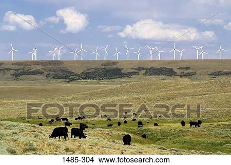 Picture - Herd of cows grazing in a pasture and wind turbines in the background. Fotosearch