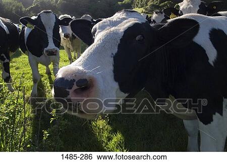 Herd of cows in a field View Large Photo Image Stock Photograph - Herd of cows in a field. Fotosearch