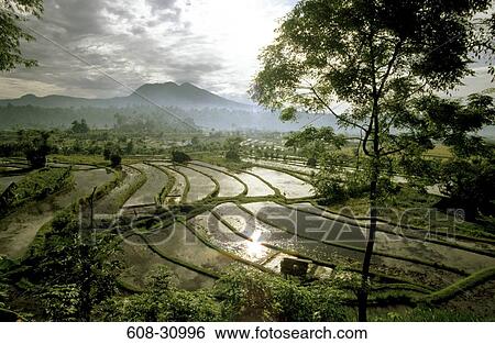 Stock Photograph - High angle view of a terraced field, Tirtagangga, Bali, Indonesia. Fotosearch