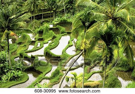 Stock Photography - High angle view of a terraced field, Tegalalang, Bali, Indonesia. Fotosearch