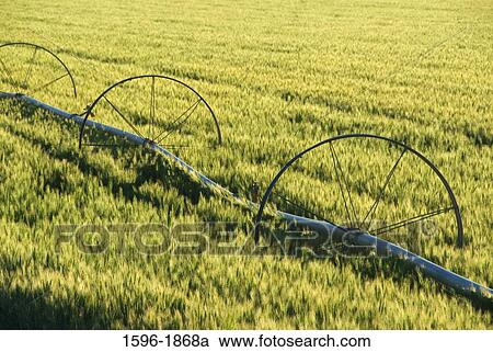 High angle view of agricultural sprinkler in a field, Jefferson County, Oregon, USA View Large Photo Image Stock Image - High angle view of agricultural sprinkler in a field, Jefferson County, Oregon, USA. Fotosearch