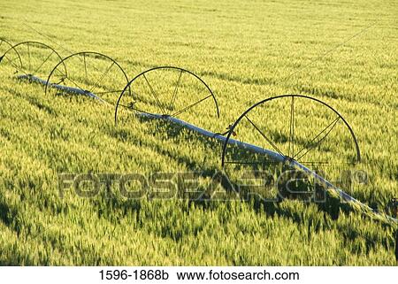 High angle view of agricultural sprinkler in a field, Jefferson County, Oregon, USA View Large Photo Image Stock Image - High angle view of agricultural sprinkler in a field, Jefferson County, Oregon, USA. Fotosearch
