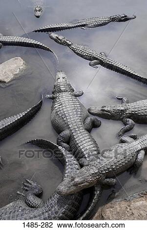 Stock Image - High angle view of alligators in a lake. Fotosearch