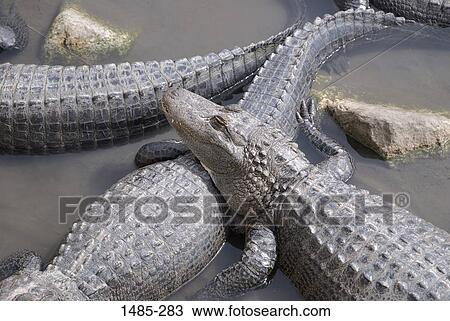 High angle view of alligators in a lake View Large Photo Image Stock Image - High angle view of alligators in a lake. Fotosearch