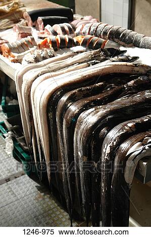 High angle view of fish in fish market, Mercado dos Lavradores, Funchal, Madeira, Portugal View Large Photo Image Stock Photography - High angle view of fish in fish market, Mercado dos Lavradores, Funchal, Madeira, Portugal. Fotosearch