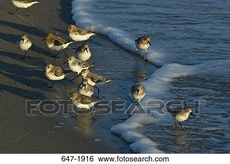 Stock Photograph - High angle view of flock of Semipalmated sandpipers (Calidris pusilla) on the beach. Fotosearch